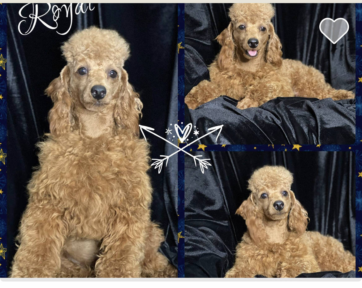 Toy Poodle named Royal