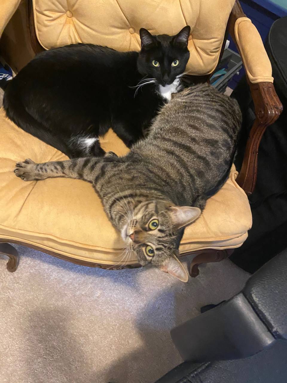 American Shorthair named Leah And Oliver