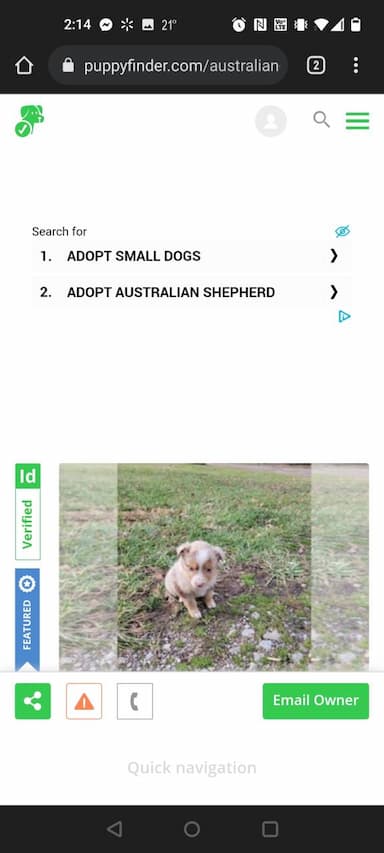 Australian Shepherd named Unnamed