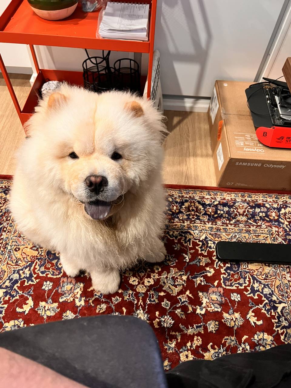 Chow Chow named Phoebo