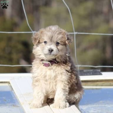 Miniature Poodle named Eva