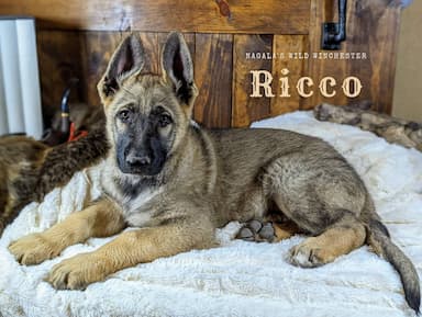 German Shepard named Ricco