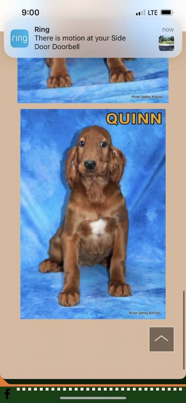 Irish Setter named Quinn