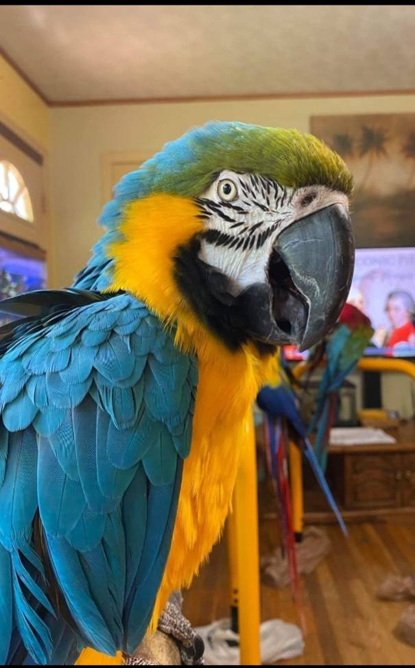 Blue & Gold Macaw named Loganberry