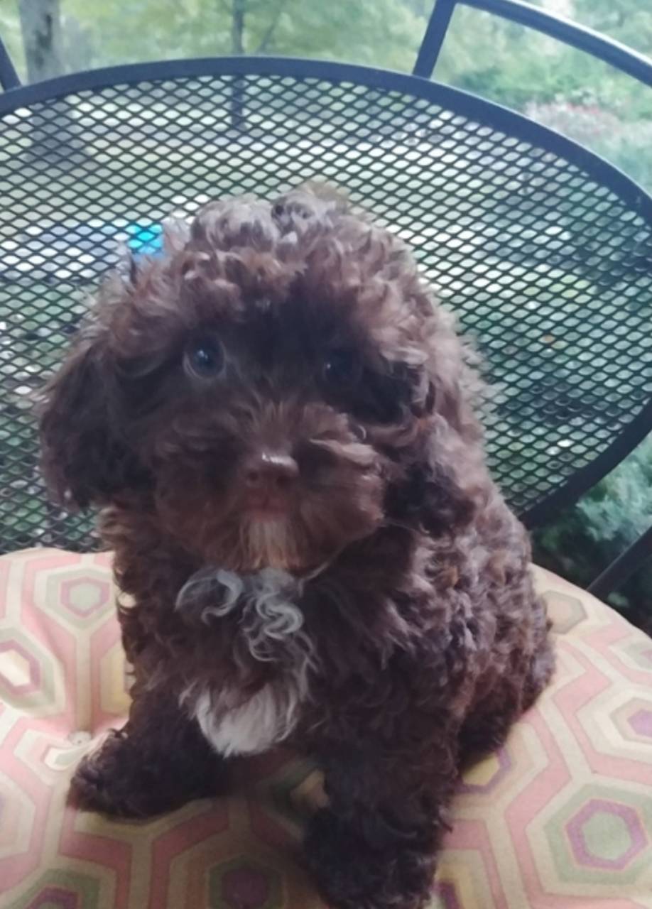 toy poodle named Tula