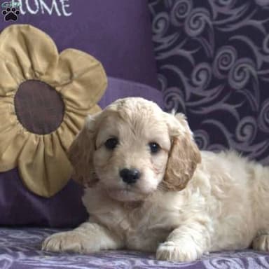 Cockapoo named Greenfield Puppy