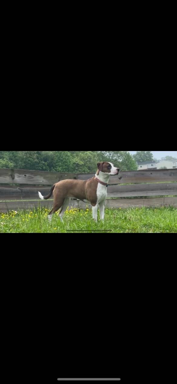 American Staffordshire Terrier named Millie