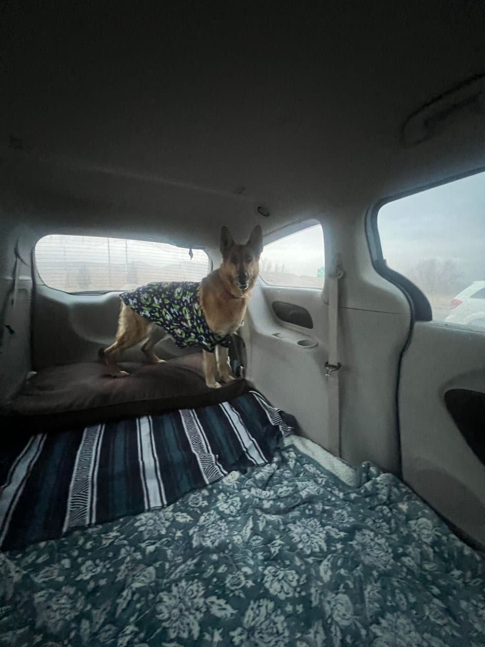 Pet travel photo 1