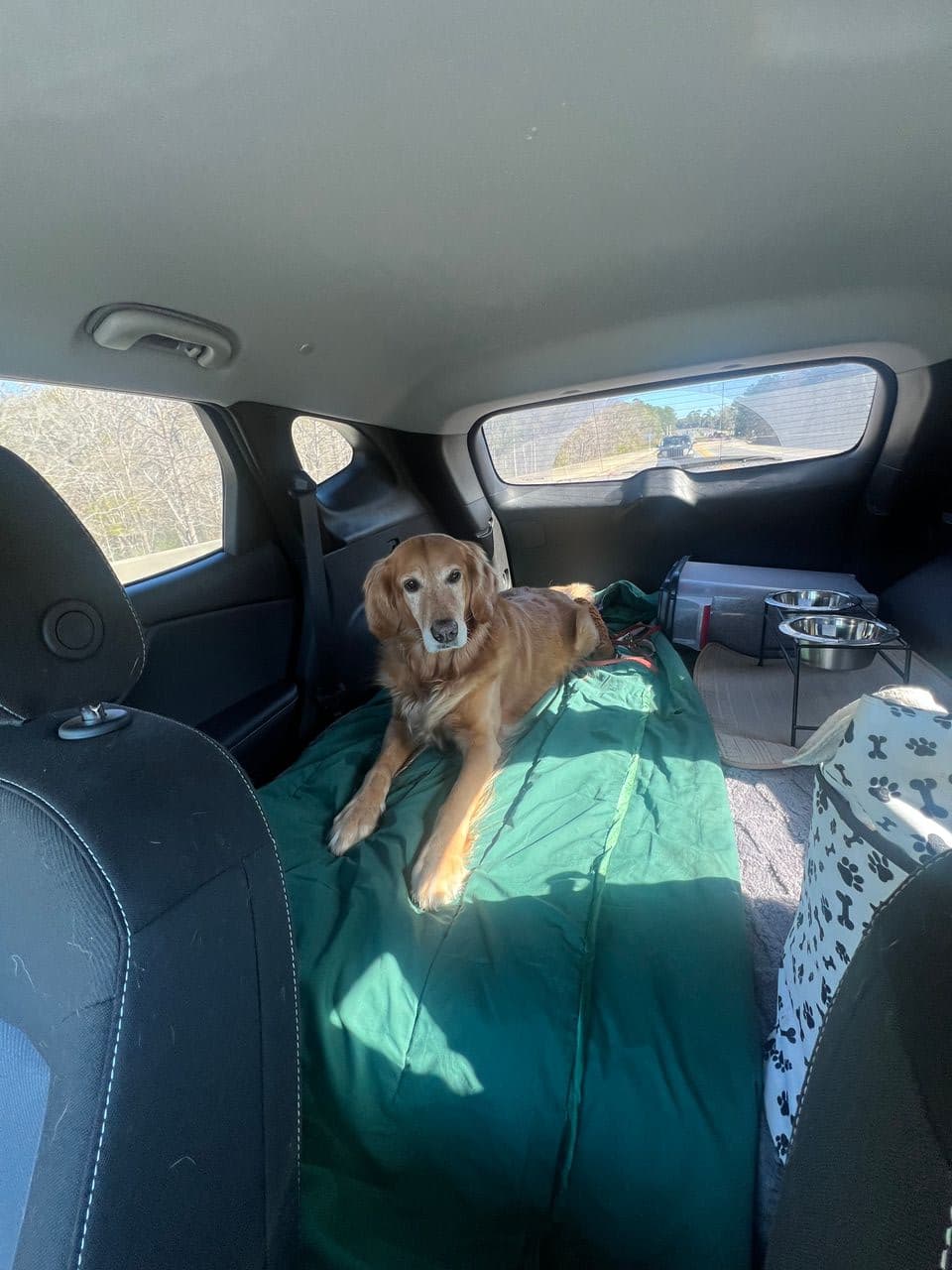 Pet travel photo 4