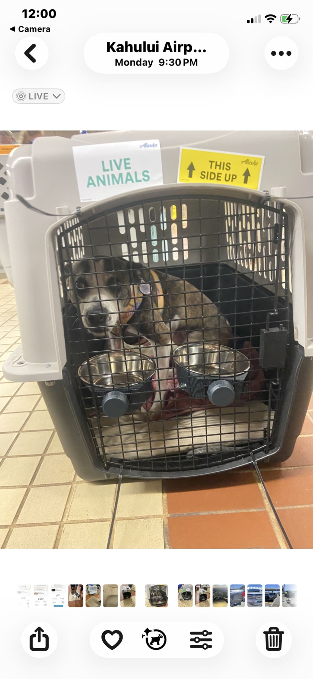 Pet travel photo 1
