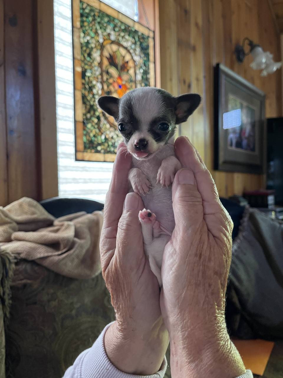 Chihuahua named Tiny