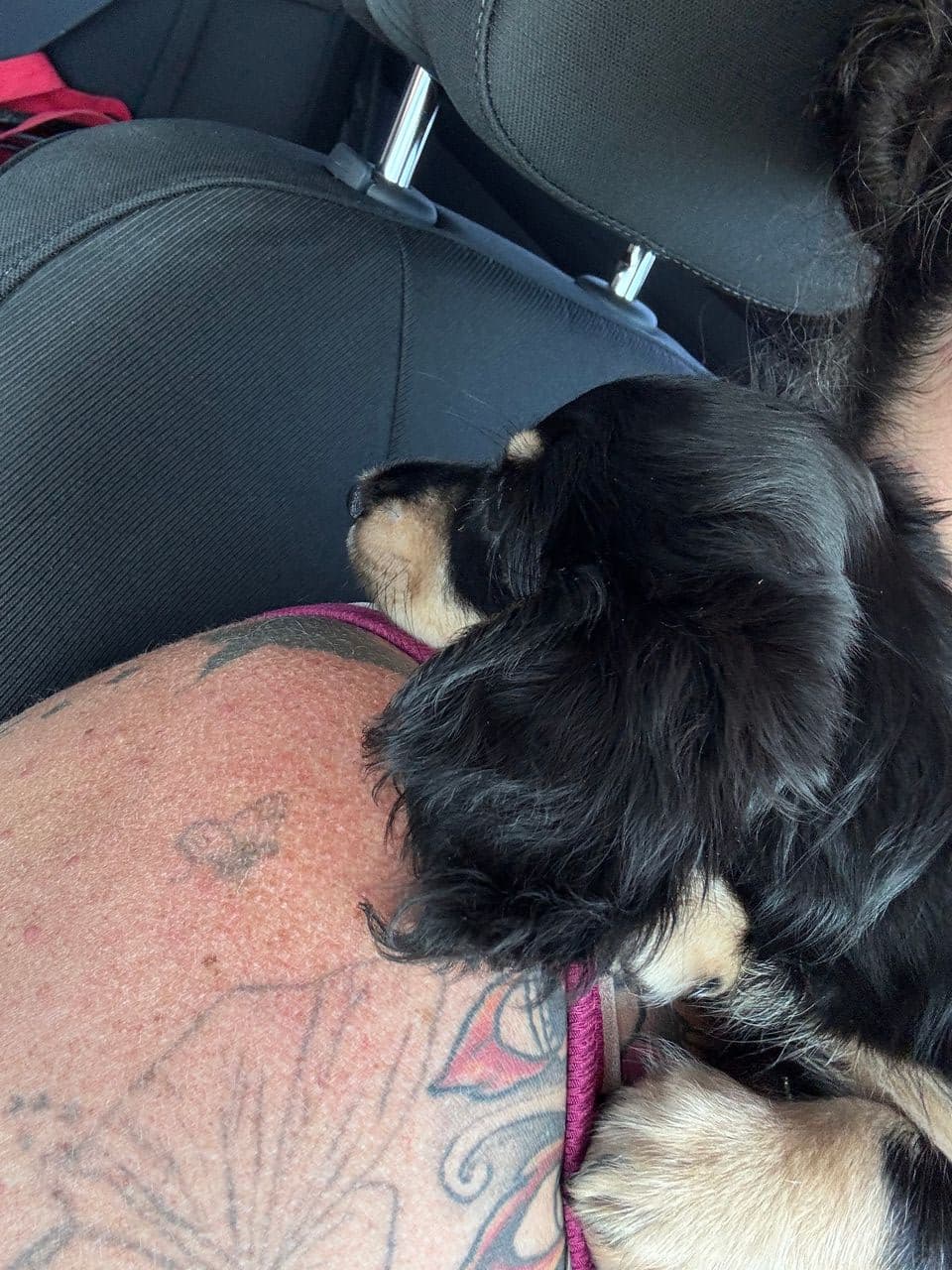 Pet travel photo 4