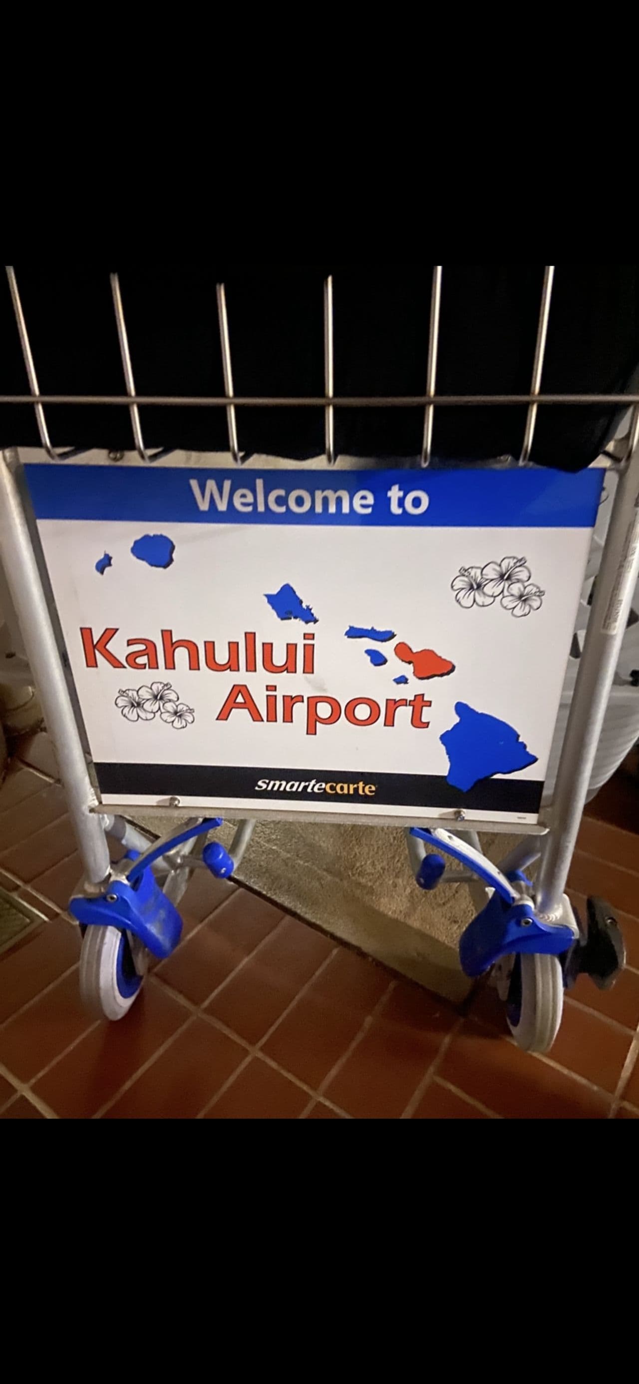 Pet travel photo 3
