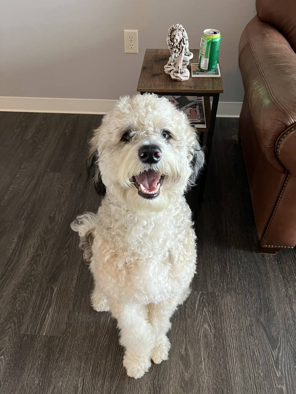 Aussiedoodle named Henry