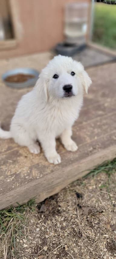 Great White Pyrenees named Sona