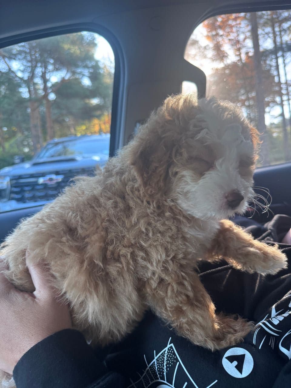 Pet travel photo 5