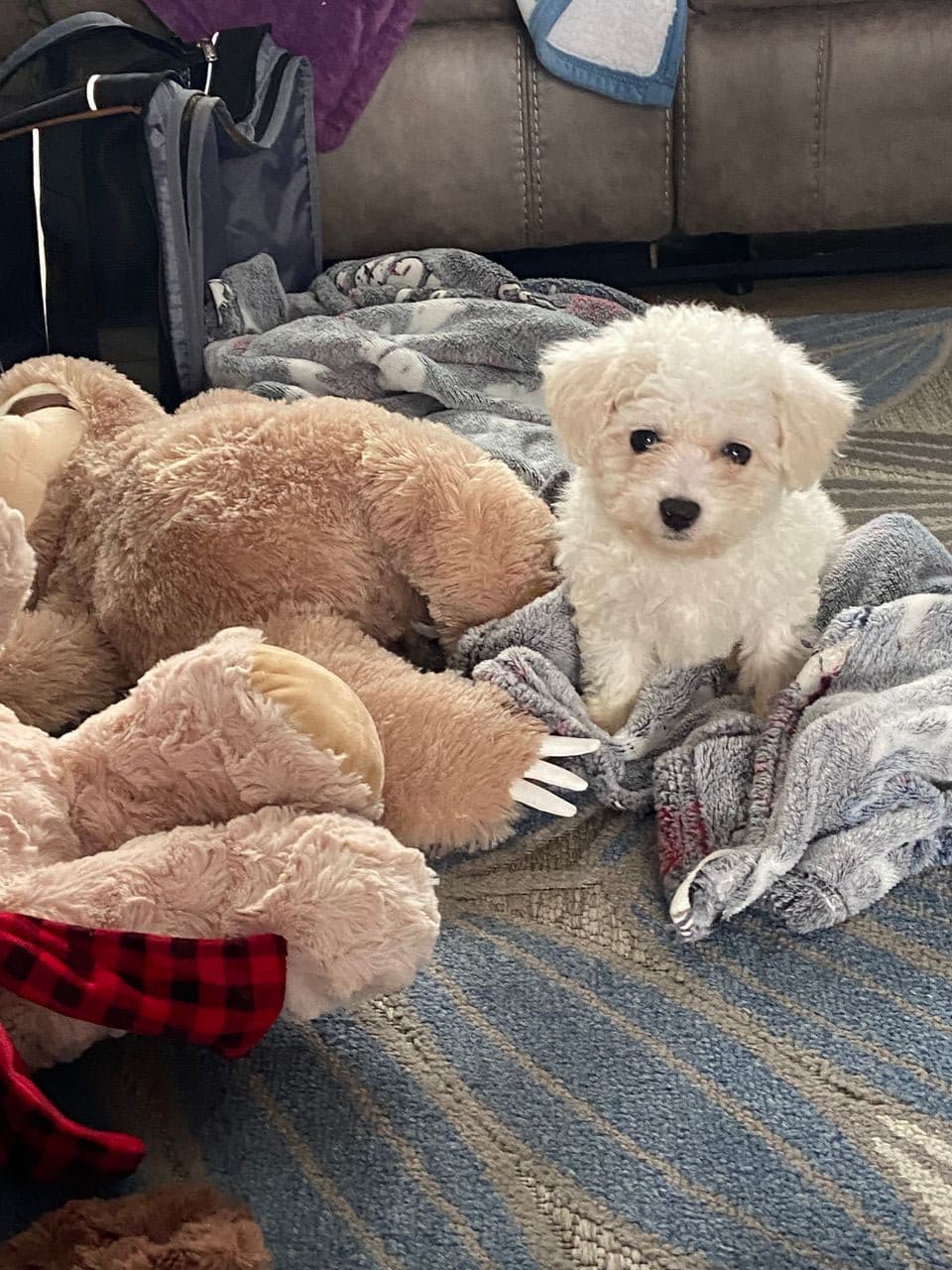 Pet travel photo 6