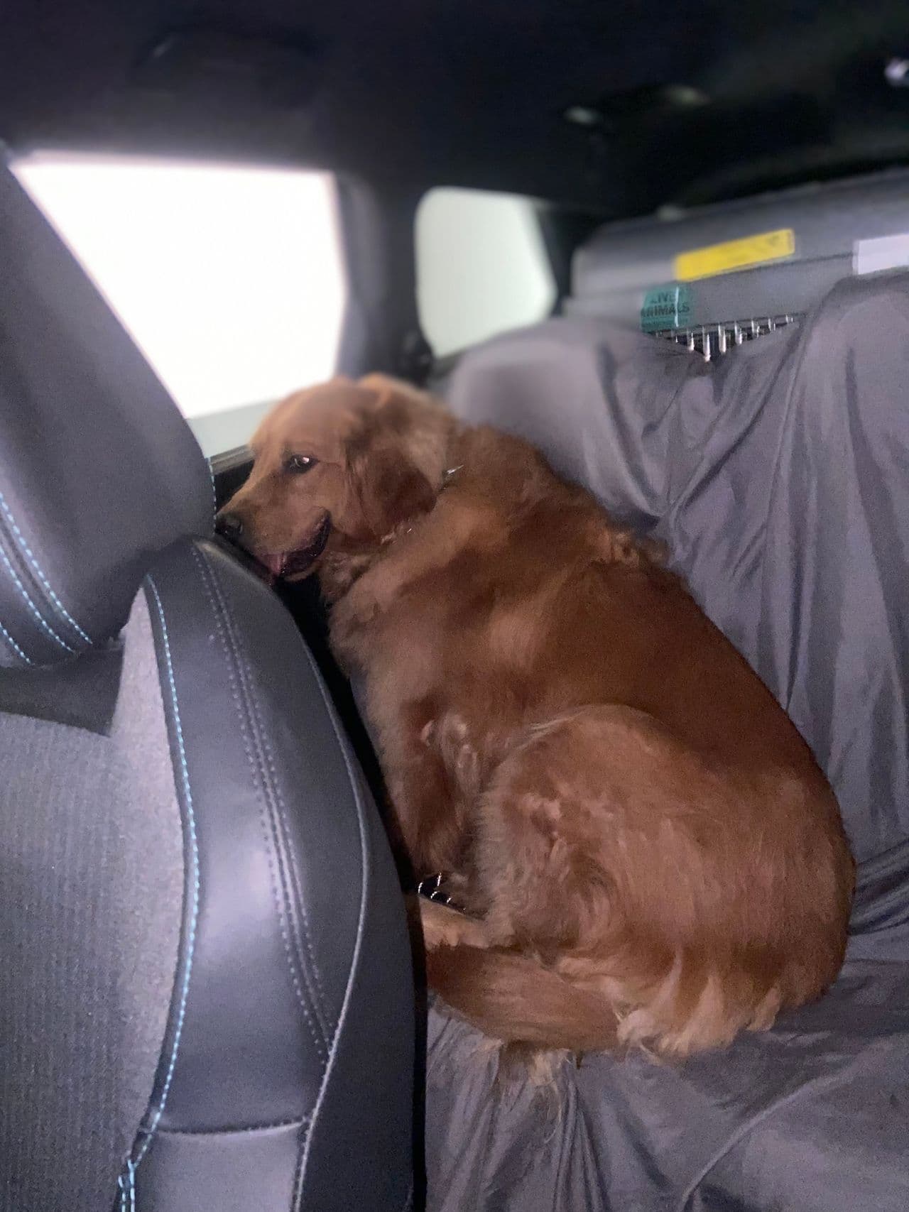 Pet travel photo 4