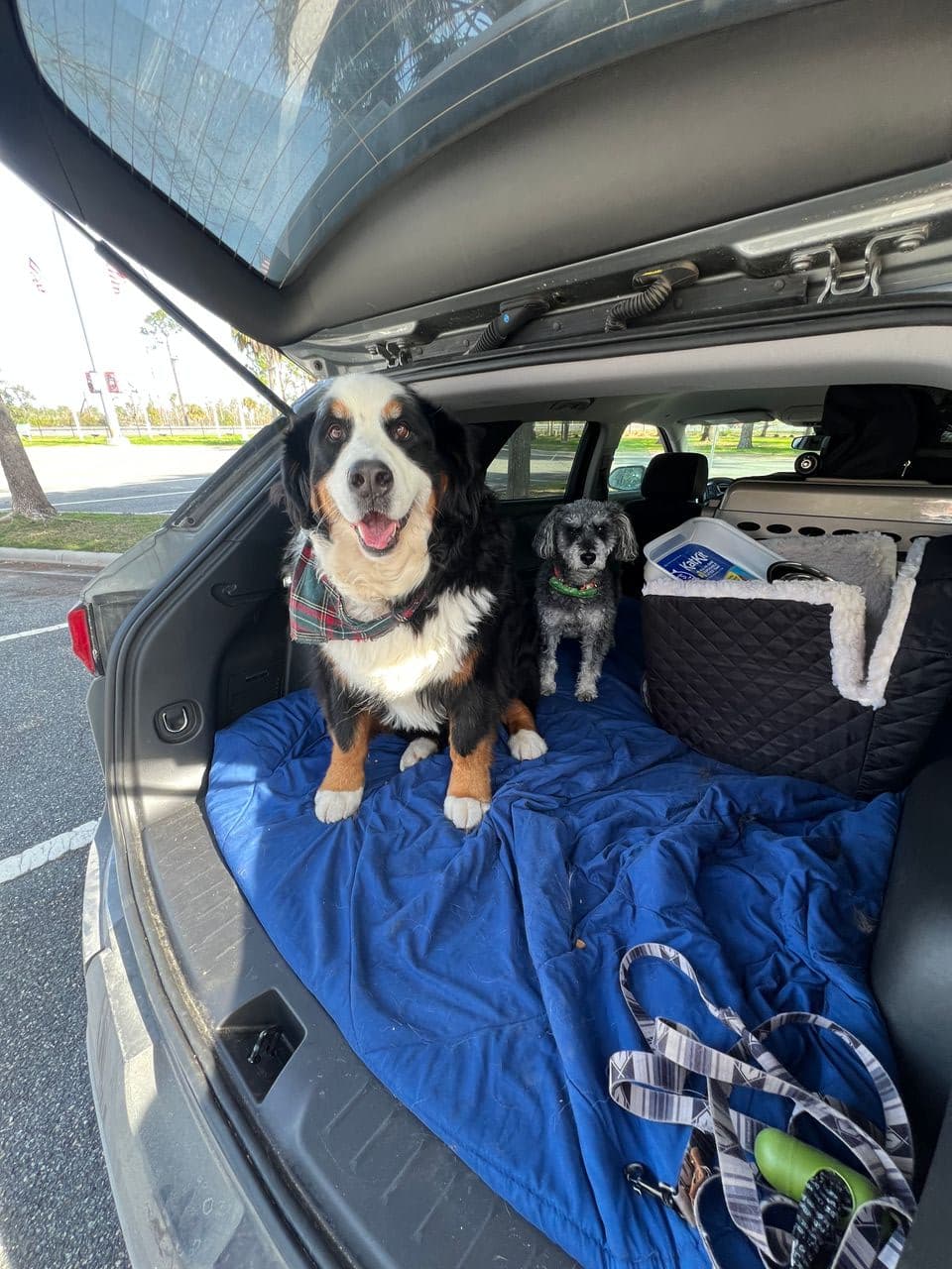 Pet travel photo 3