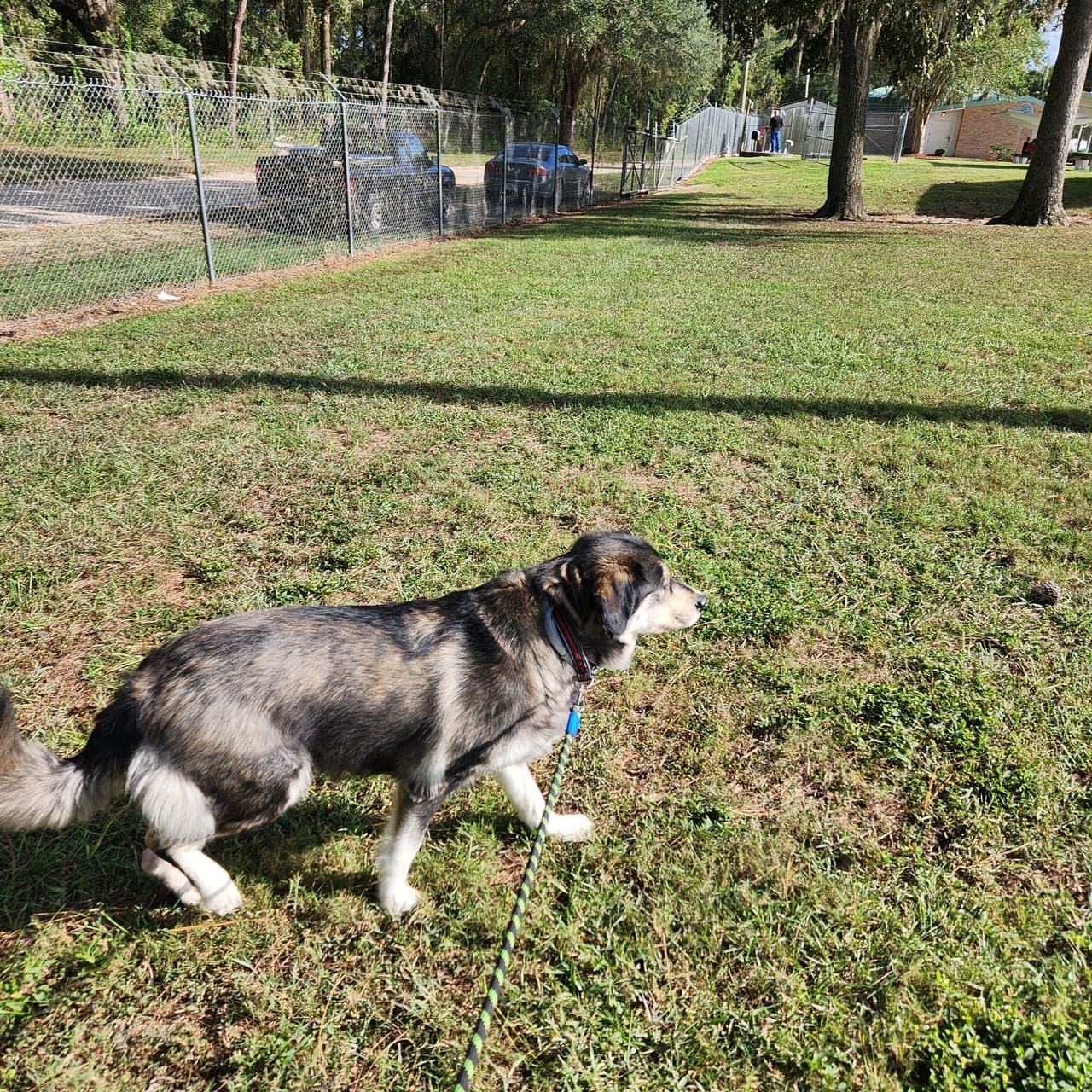 Pet travel photo 1