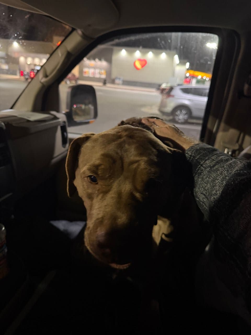 Pet travel photo 6