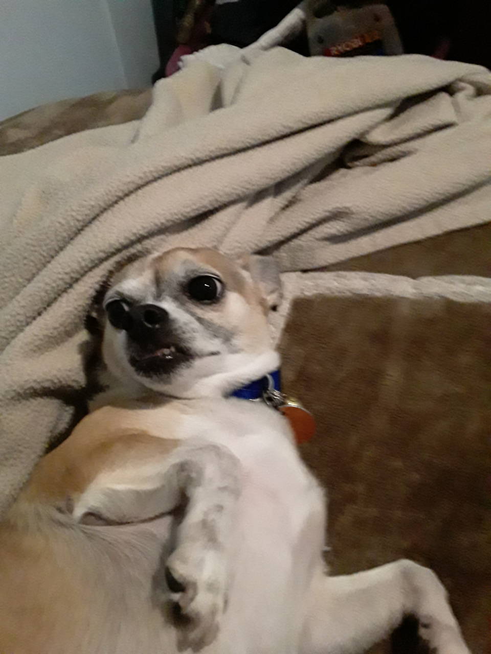 Chihuahua named Buddy