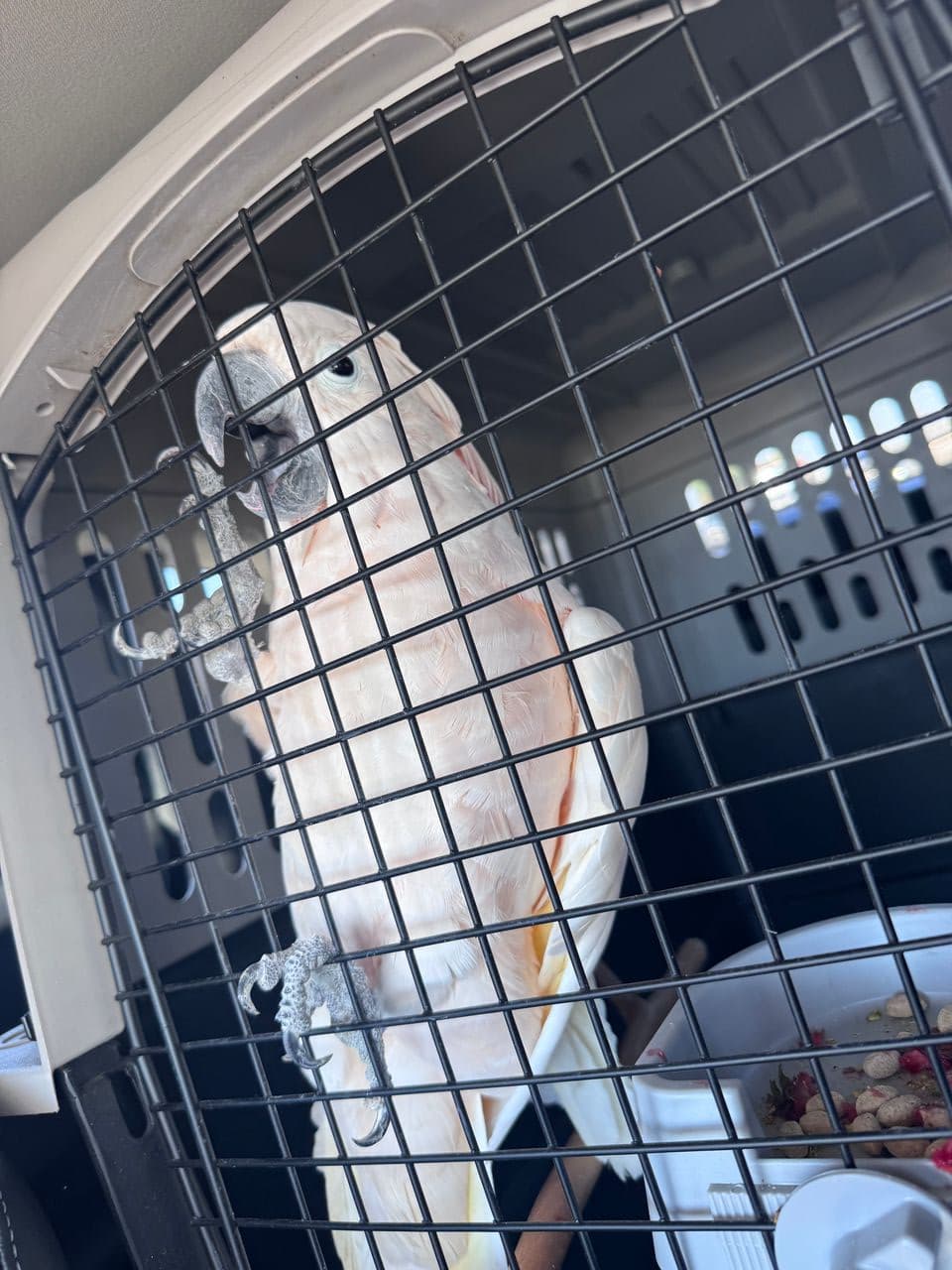 Pet travel photo 6