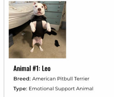 American Staffordshire Terrier named Leo