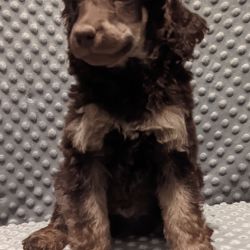 Poodle named Titus