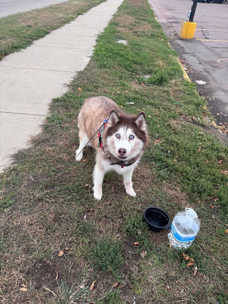 Pet travel photo 1