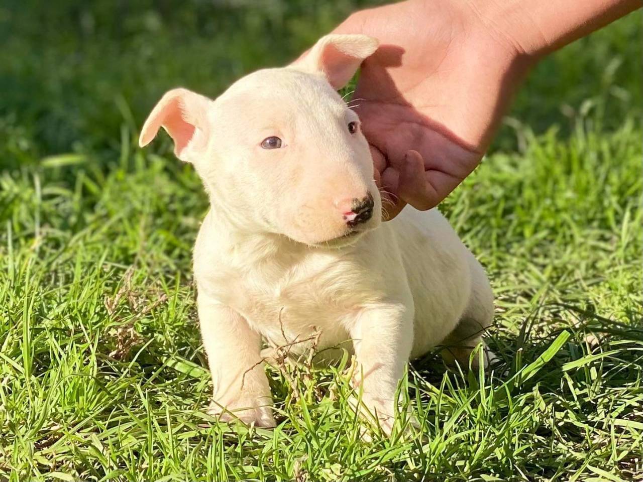 Bull Terrier named Unknown