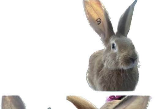 Flemish giant rabbit named Jim Hopper