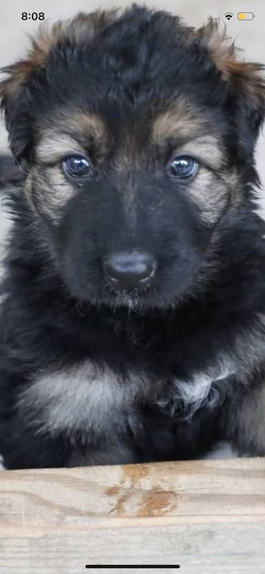 King shepherd Puppy named Kaya