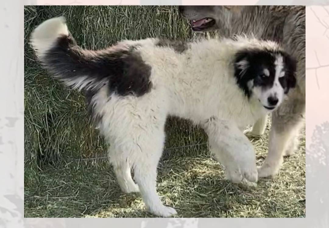 Colorado Mountain Dog named Osprey