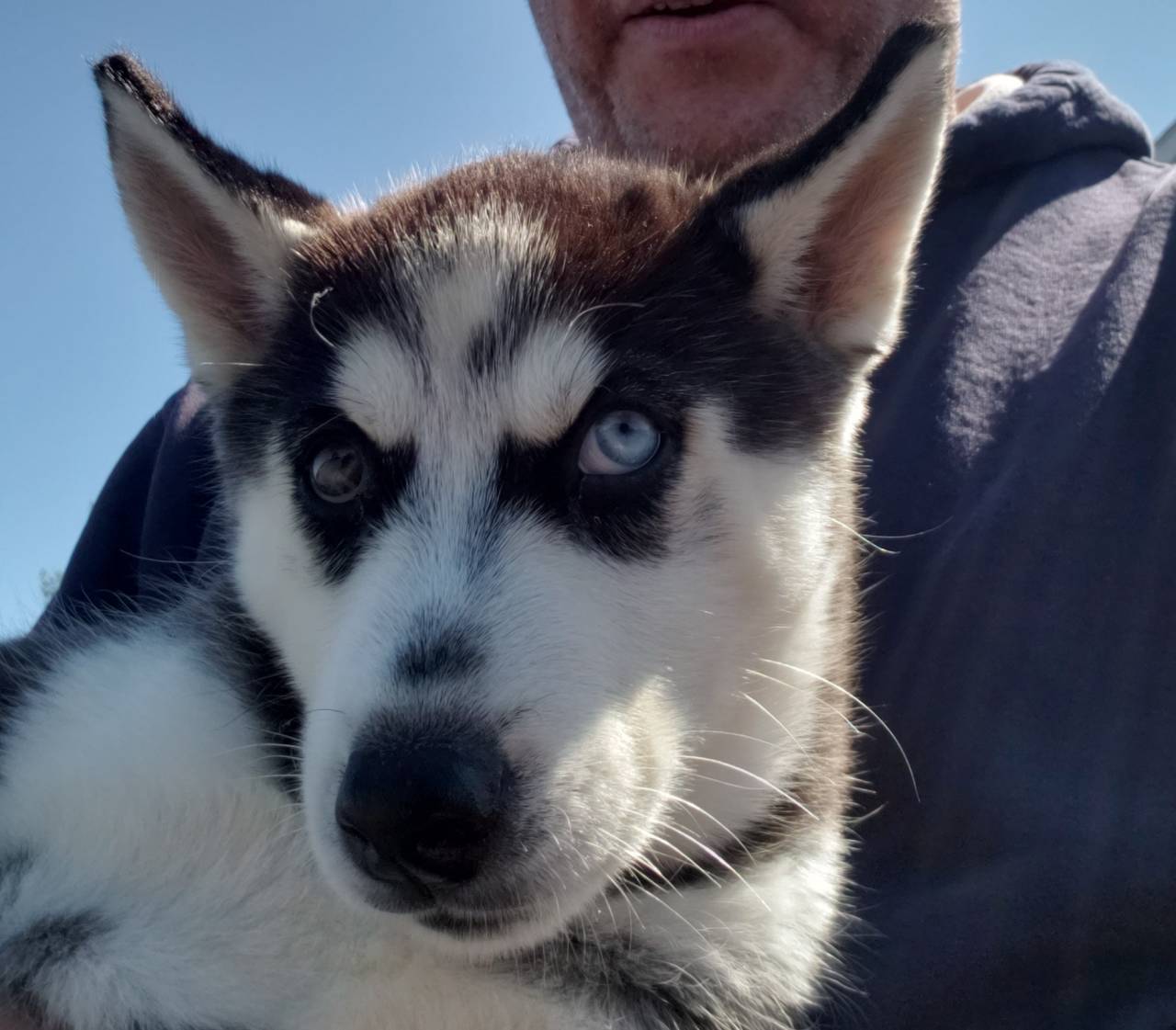 Pet travel photo 5