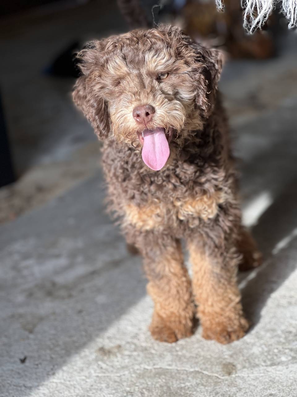 Bordoodle named Four Puppies
