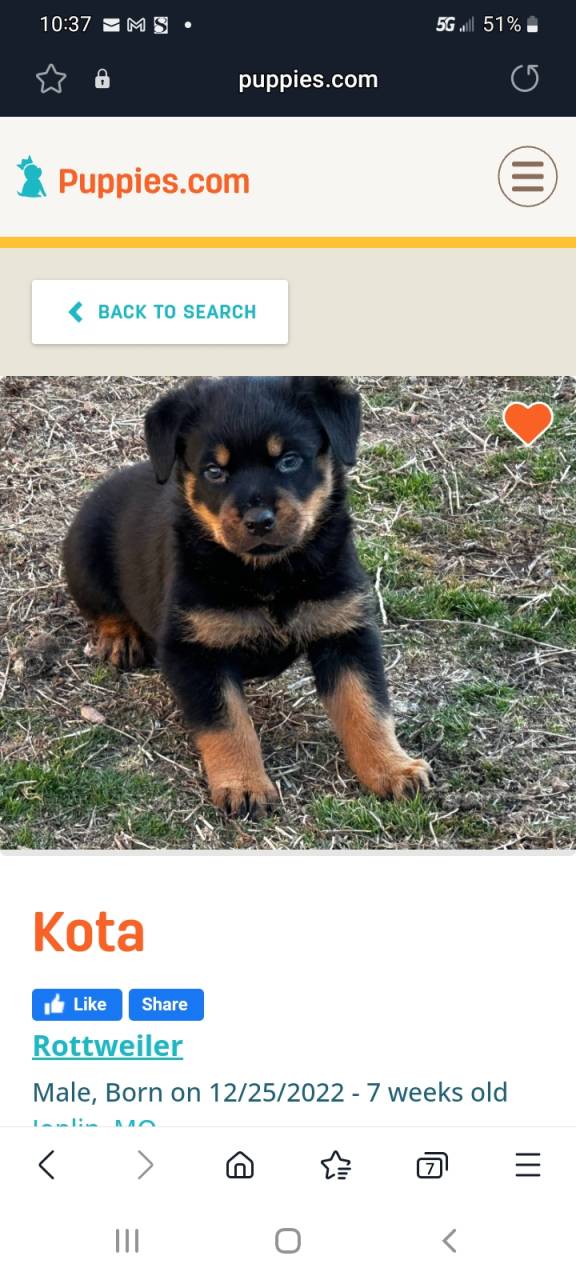 Rottweiler named Kota