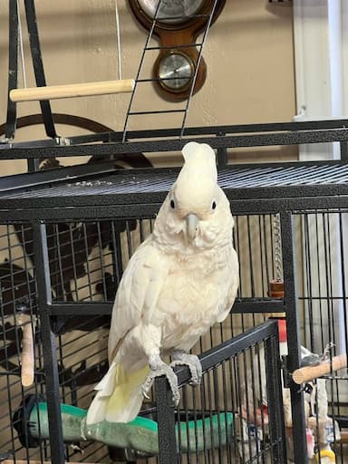 Parrot named Godfrey