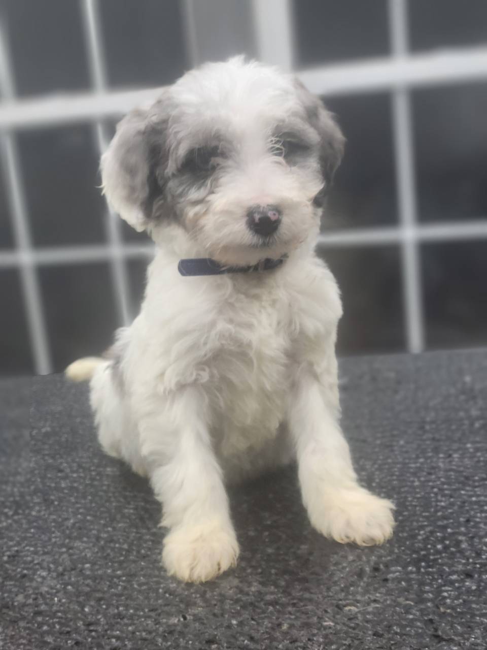 Aussidoodle named Chico