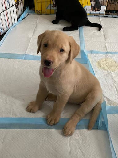 Labrador named Lilo