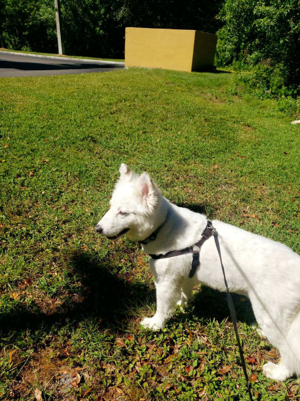 Pet travel photo 6