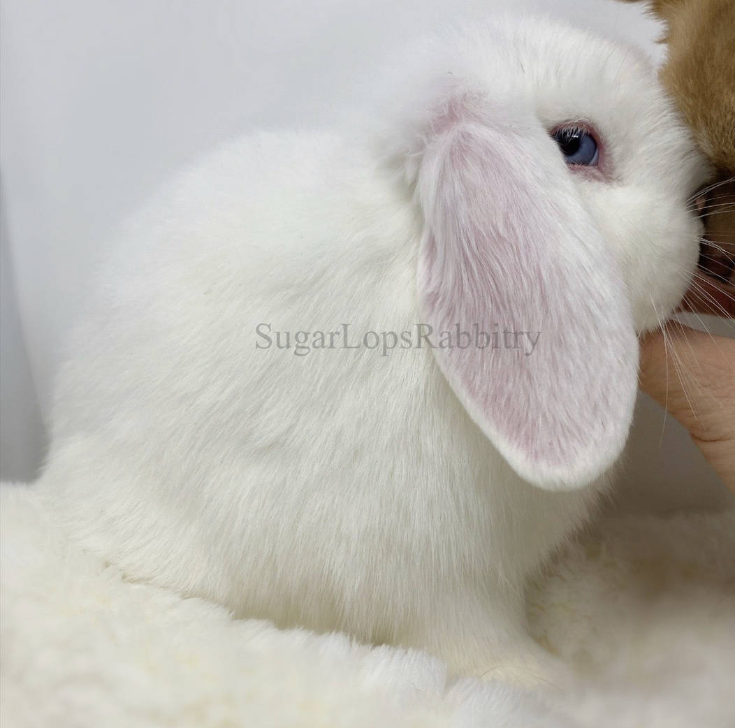 Small bunny named Bunny