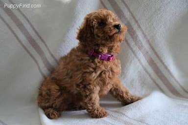 Poodle miniature named Tessie