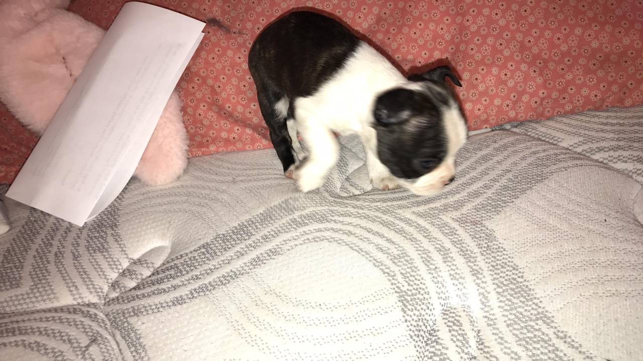 Boston Terrier named Trappy