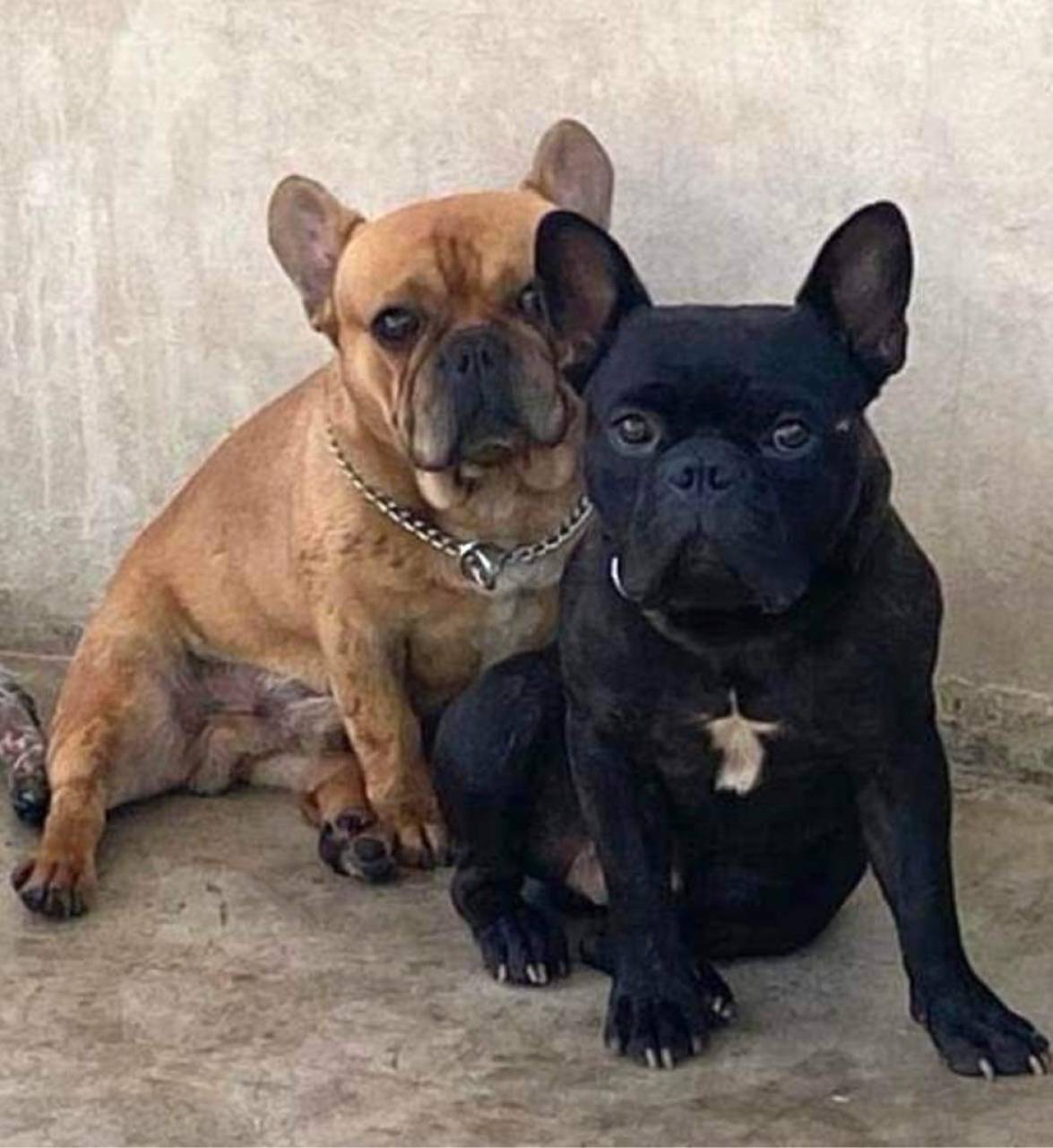 French Bulldog named Masi And Vito