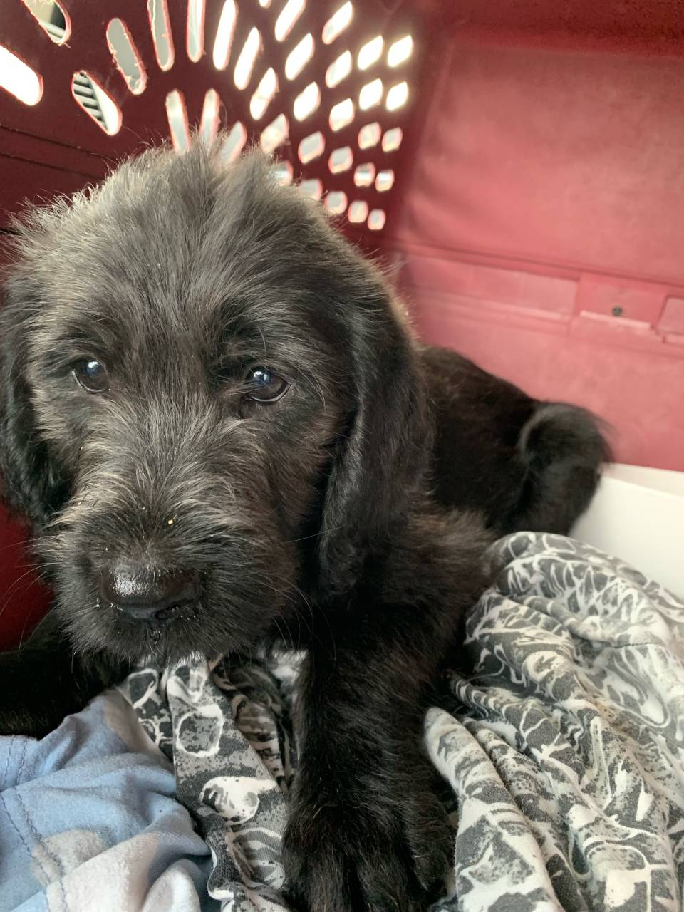 Labradoodle named Titus
