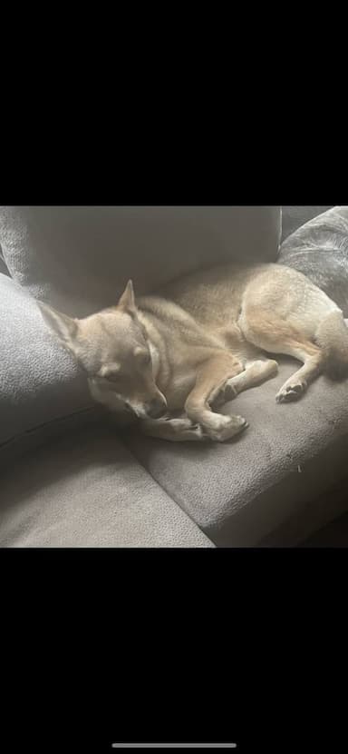 Czechoslovakian wolf dog named Luna
