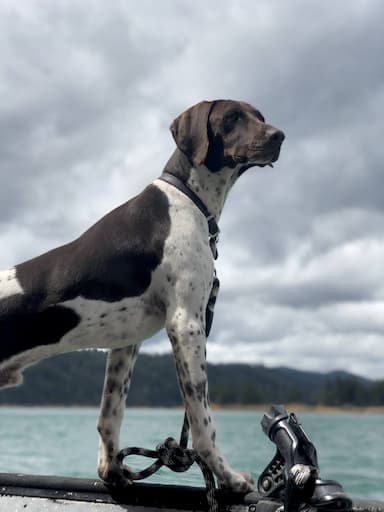 German Shorthaired Pointer named Michael Buxton