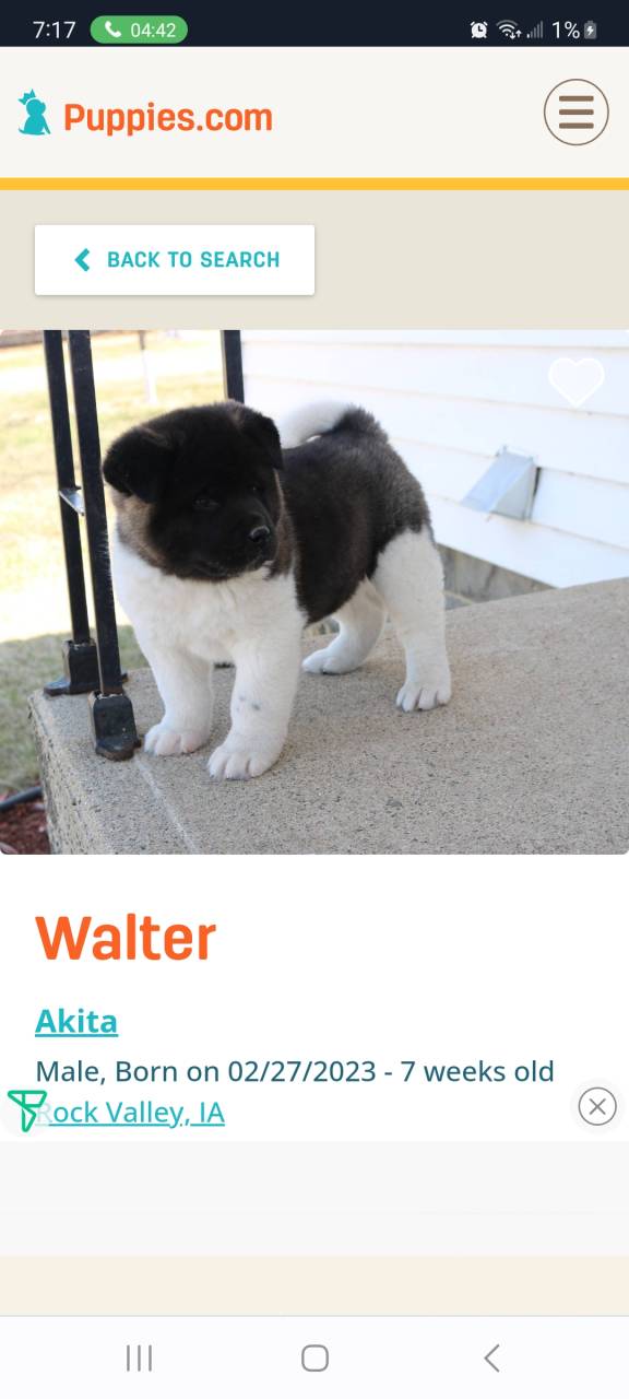 Akita named Walter