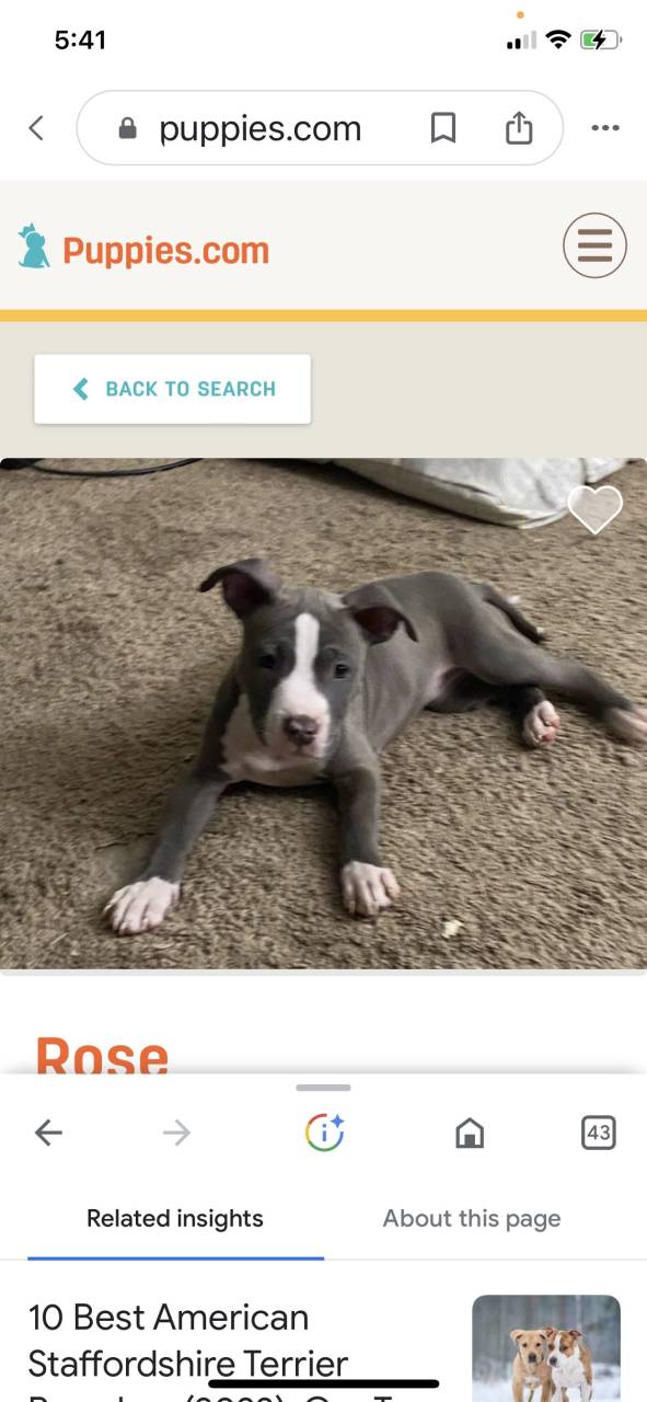 American Staffordshire Terrier named Rose